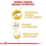 Royal Canin Maine Coon Adult hrana umeda pisica (in sos), 12 x 85 g 