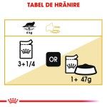 Royal Canin Maine Coon Adult hrana umeda pisica (in sos), 12 x 85 g 