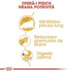 Royal Canin Persian Adult hrana uscata pisica, 10 kg 