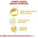 Royal Canin Persian Adult hrana umeda pisica (pate), 12 x 85 g 
