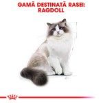 Royal Canin Ragdoll Adult hrana uscata pisica, 2 kg