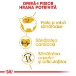 Royal Canin Ragdoll Adult hrana uscata pisica, 2 kg