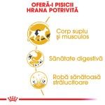 Royal Canin Siamese Adult hrana uscata pisica, 2 kg 