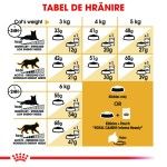 Royal Canin Siamese Adult hrana uscata pisica, 2 kg 