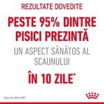 Royal Canin Digest Sensitive Care Adult hrana umeda pisica, confort digestiv (in sos), 12 x 85 g 
