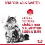 Royal Canin Hair&Skin Care Adult hrana umeda pisica, piele si blana (in sos), 12 x 85 g