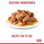 Royal Canin Hair&Skin Care Adult hrana umeda pisica, piele si blana (in sos), 12 x 85 g
