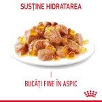 Royal Canin Hair&Skin Care Adult hrana umeda pisica, piele si blana (in aspic), 12 x 85 g