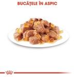 Royal Canin Sterilised Adult hrana umeda pisica sterilizata (in aspic), 12 x 85 g 