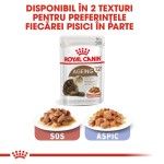 Royal Canin Ageing 12+ hrana umeda pisica senior (in sos), 12 x 85 g 