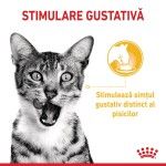 Royal Canin Sensory Taste, hrana umeda pisici, stimularea gustului (in sos), 12 x 85 g