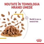 Royal Canin Sensory Taste, hrana umeda pisici, stimularea gustului (in sos), 12 x 85 g