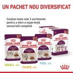 Royal Canin Sensory Taste, hrana umeda pisici, stimularea gustului (in sos), 12 x 85 g