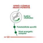 Royal Canin Mini Adult (+8)