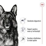 Royal Canin Maxi Adult 5+ hrana uscata caine, 15 kg