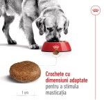 Royal Canin Maxi Adult 5+ hrana uscata caine, 15 kg