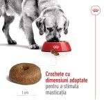 Royal Canin Maxi Ageing 8+ hrana uscata caine senior, 15 kg