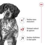 Royal Canin Medium Adult 7+ hrana uscata caine, 4 kg