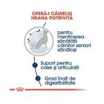 Royal Canin Maxi Ageing 8+, 10 x 140 g - rezultate