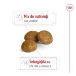 ROYAL CANIN X-Small Adult 8+ hrana uscata caine, 1.5 kg (Hrana Uscata - Caini)