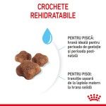Royal Canin Mother & BabyCat hrana uscata pisica, mama si puiul, 400 g 