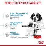 Royal Canin Giant Starter Mother & Babydog, mama si puiul, hrana uscata caine, 15 kg