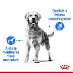 Royal Canin Light Weight Care Maxi - beneficii