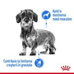 Royal Canin Mini Light Weight Care Adult hrana uscata caine, limitarea greutatii, 3 kg 