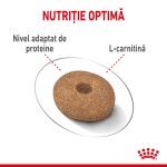 Royal Canin Mini Light Weight Care Adult hrana uscata caine, limitarea greutatii, 3 kg 