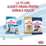 Royal Canin Maxi Puppy hrana uscata caine junior, 15 kg