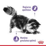 Royal Canin Appetite Control, hrana umeda pisica (in sos), 12x85 g - sos