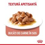 Royal Canin Appetite Control, hrana umeda pisica (in sos), 12x85 g - textura