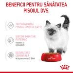 Royal Canin Kitten hrana umeda pisica (in sos), 12 x 85 g