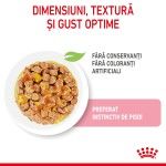 Royal Canin Kitten hrana umeda pisica (aspic), 12 x 85 g