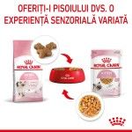 Royal Canin Kitten hrana umeda pisica (aspic), 12 x 85 g