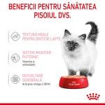 Royal Canin Kitten hrana umeda pisica (pate), 12 x 85 g
