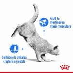 Royal Canin Light Weight Care in Gravy, 12 x 85 g - beneficii