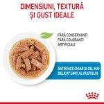 Royal Canin Maxi Puppy hrana umeda caine junior (in sos), 10 x 140 g 