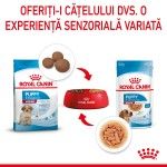 Royal Canin Medium Puppy hrana umeda caine junior (in sos), 10 x 140 g
