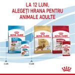 Royal Canin Medium Puppy hrana umeda caine junior (in sos), 10 x 140 g