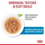 Royal Canin Mini Puppy hrana umeda caine junior (in sos), 85 g