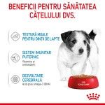 Royal Canin Mini Puppy hrana umeda caine junior (in sos), 85 g