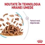 Royal Canin Sensory Feel, hrana umeda pisici, stimularea simtului tactil (in sos), 12 x 85 g