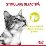 Royal Canin Sensory Smell, hrana umeda pisica (in sos), 12x85 g - stimulare