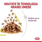 Royal Canin Sensory Smell, hrana umeda pisici, stimularea mirosului (in sos), 12 x 85 g