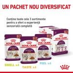 Royal Canin Sensory Smell, hrana umeda pisici, stimularea mirosului (in sos), 12 x 85 g