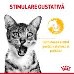 Royal Canin Sensory Taste, hrana umeda pisica (in sos), 12x85 g - stimulare