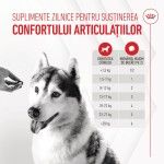 Royal Canin Suplimente, Joint & Ageing Chews, 240 g (Diete Veterinare - Caini)