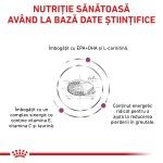 ROYAL CANIN Cardiac, XS-XL, dieta veterinara, hrana uscata caini, sistem cardio-vascular, 14 kg (Diete Veterinare - Caini)