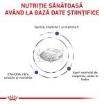 ROYAL CANIN Adult Cat, dieta veterinara pisici, 8 kg (Diete Veterinare - Pisici)